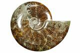 Polished Ammonite (Cleoniceras) Fossil - Madagascar #372957-1